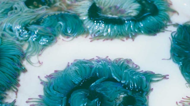 Anemones, Cadiz, Spain
<p>While anemones around the world come in myriad hues, these are astonishingly pretty, with waving pink-and-mauve-tipped turquoise tendrils and a deep teal-coloured tummy</p>
