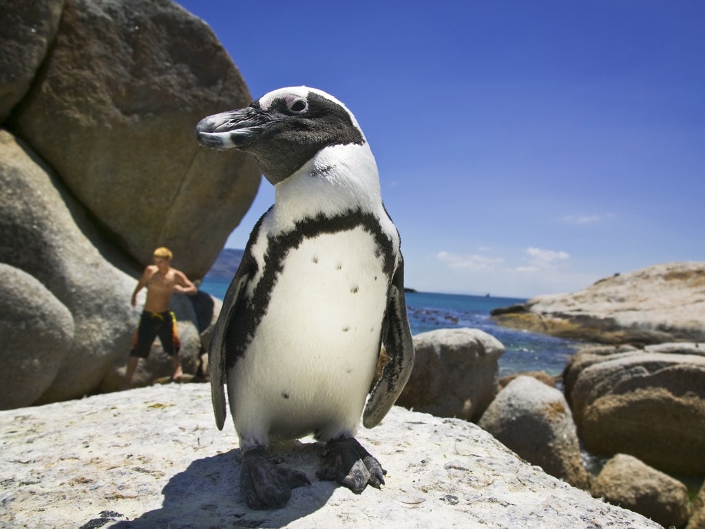 Penguin language obeys same rules as human speech, researchers say | The  Independent | The Independent