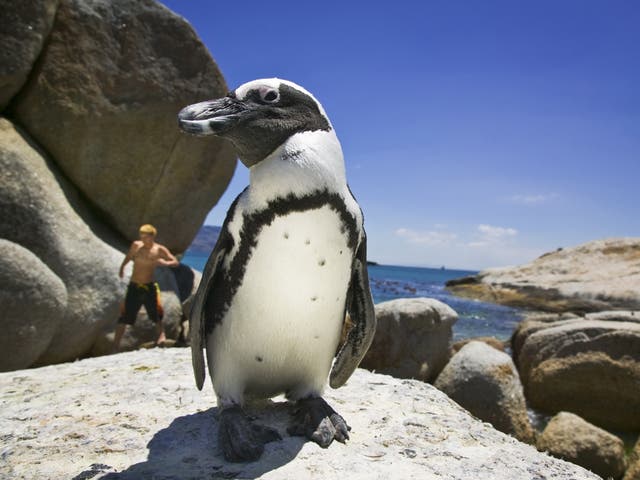 Go for close encounters with the famous colony of African penguins at Boulders Beach