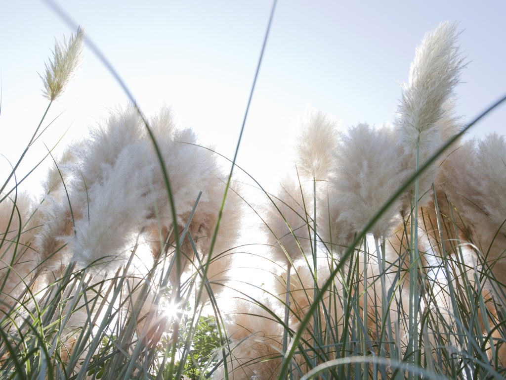 To the surprise of many gardeners, pampas grass is said to flag up that swingers are in residence