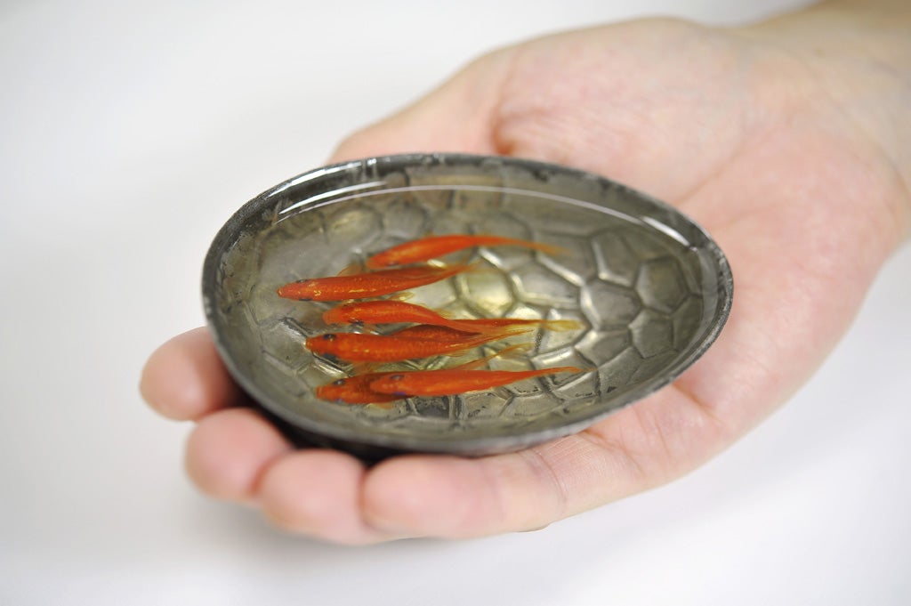 Goldfish Flushed Down Toilet Grows To Size Of Small Dog In River The Independent The Independent