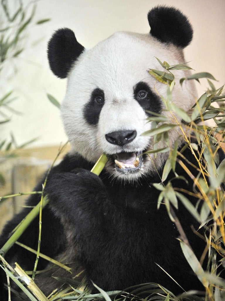 Handout photo of Yang Guang settling into his new home at Edinburgh Zoo, as the two giant pandas - the first to live in the UK for almost 20 years - have arrived in Scotland.