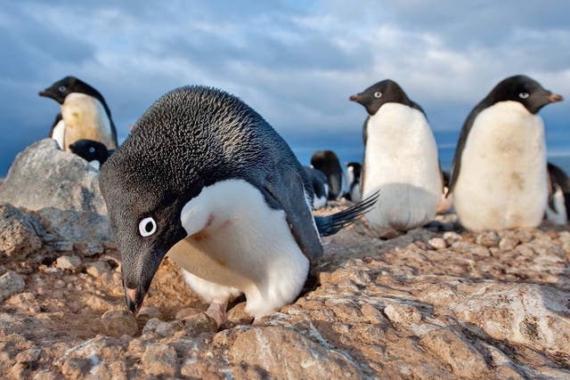Attenborough on Adélie penguins: 'It's impossible not to be entertained by them. Although for Mark Smith, who filmed them for four months in a tent, I dare say the joke ran a bit thin.'