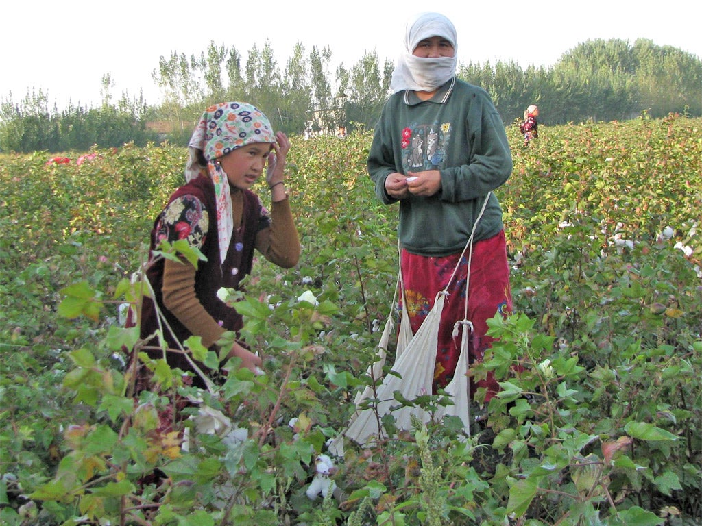 Young cotton pickers working in Uzbekistan