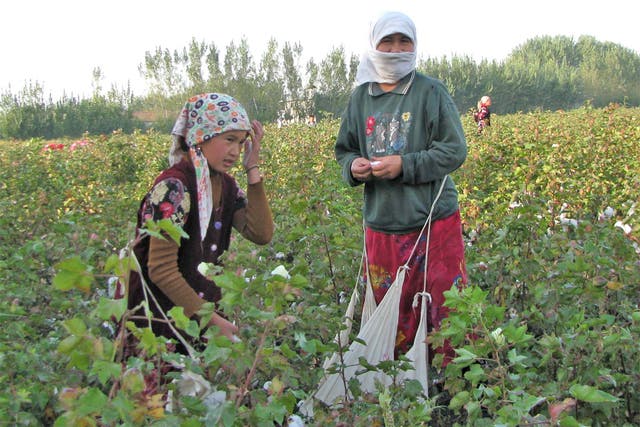 Young cotton pickers working in Uzbekistan