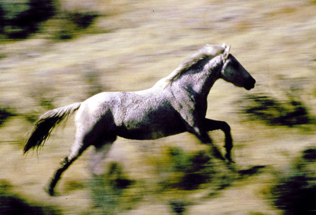 Sarah Hall celebrates the untamed freedom of the runaway horse