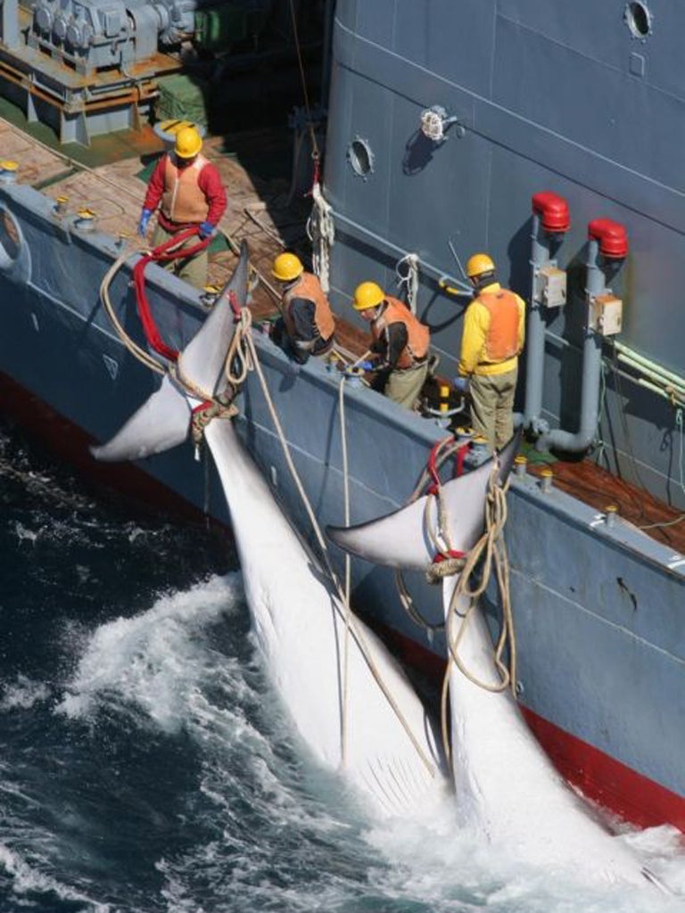 A loophole in international rules allows Japan to continue whale-hunts in the Southern Ocean