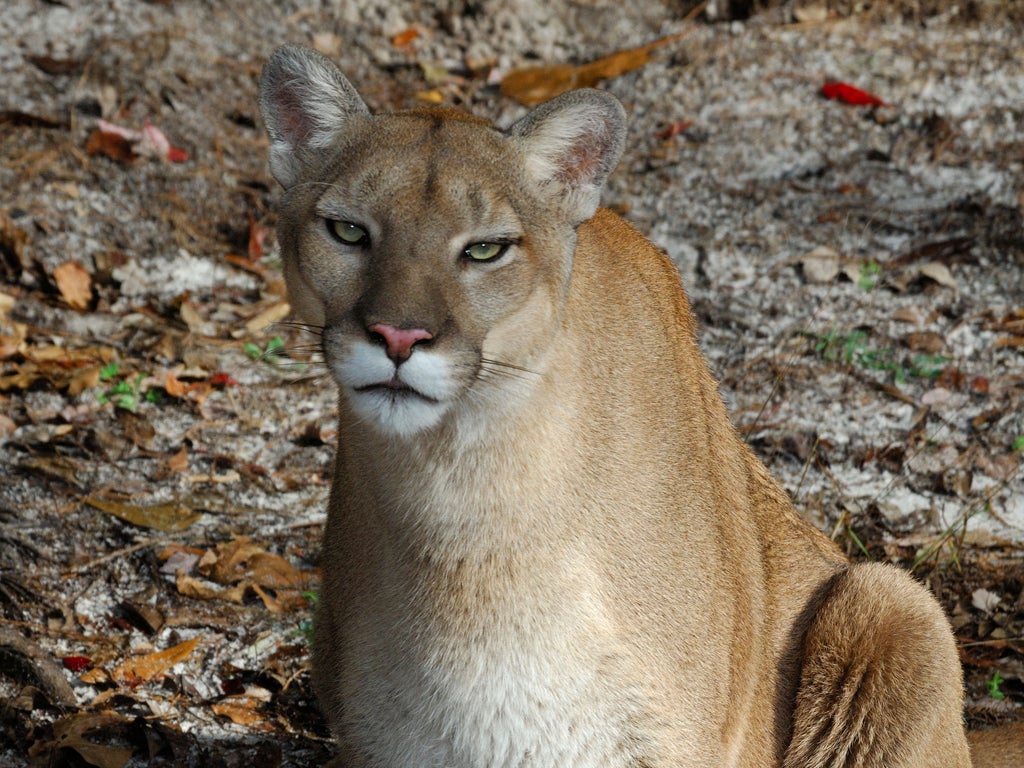 Rapidly expanding human population has reduced the number of panthers to just over 100