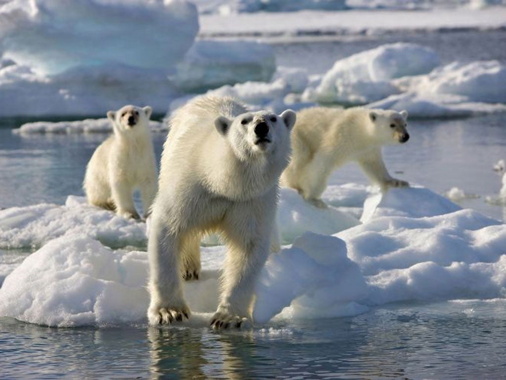 The BBC has denied misleading viewers over footage shown on the Frozen Planet series of a polar bear tending her newborn cubs