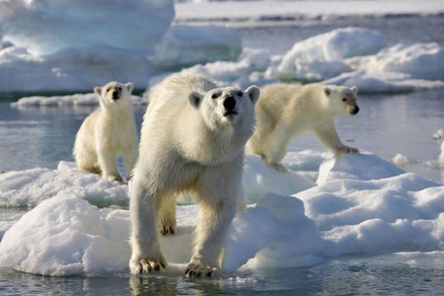 Two years ago the BBC denied misleading viewers over footage shown on the Frozen Planet series of a polar bear tending her newborn cubs