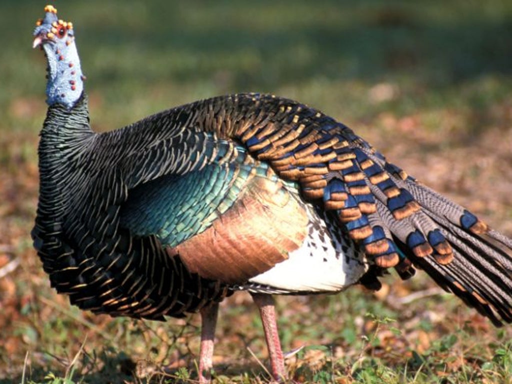 Talk turkey: The ocellated species