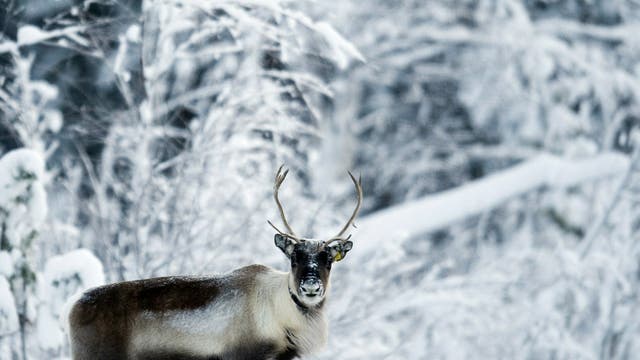 <p>Reindeer spotting</p>
