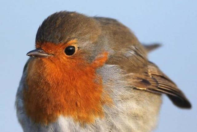<p>Population numbers for the robin have increased by 49 per cent since 1970</p>