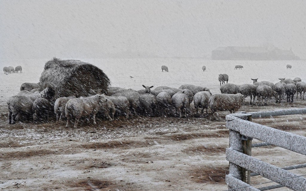 <p>Image taken at Horn Farm, midway along the A90 between Dundee and Perth.</p>
