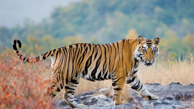 A star of stripes: A tiger in Madhya Pradesh
