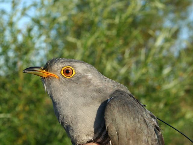 Chris the cuckoo: the birds were fitted with satellite transmitters