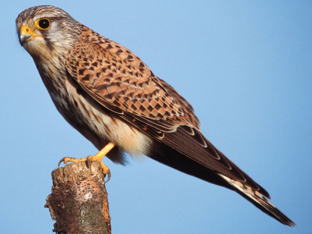 The bird of prey was discovered by residents of Altinavya, a village in Elazig province, wearing a tag marked “24311 Tel Avivunia Israel.”