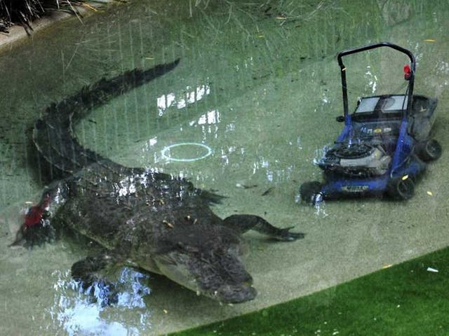 Elvis swims next to the lawnmower he dragged into his pool at the Australian Reptile Park