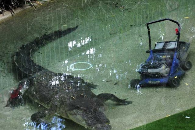 Elvis swims next to the lawnmower he dragged into his pool at the Australian Reptile Park