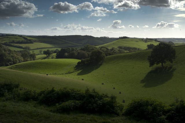 Dorset is still a county with plenty of pasture