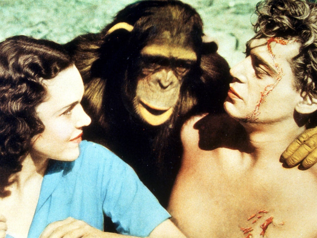 Cheetah with Maureen O'Sullivan and Johnny Weissmuller in Tarzan The Ape Man in 1932