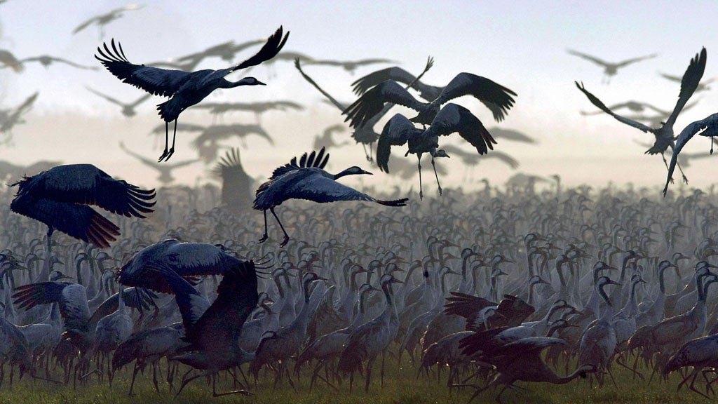 From nomads to settlers: Grey cranes flocking to the Hula valley, in northern Israel, for the winter