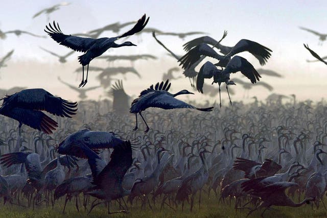 From nomads to settlers: Grey cranes flocking to the Hula valley, in northern Israel, for the winter