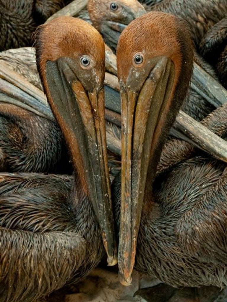 Oil-covered brown pelicans off the Louisiana coast affected by the Deepwater Horizon oil spill in the Gulf of Mexico