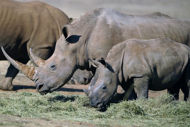 Rhinoceros horn is prized in Asia as an apparent cure for cancer