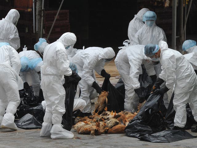 Poultry cull in Hong Kong after two dead birds tested positive for the deadly H5N1 strain of bird flu