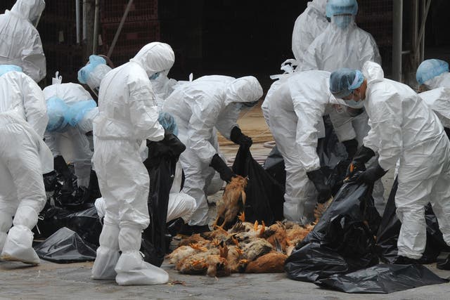 Poultry cull in Hong Kong after two dead birds tested positive for the deadly H5N1 strain of bird flu