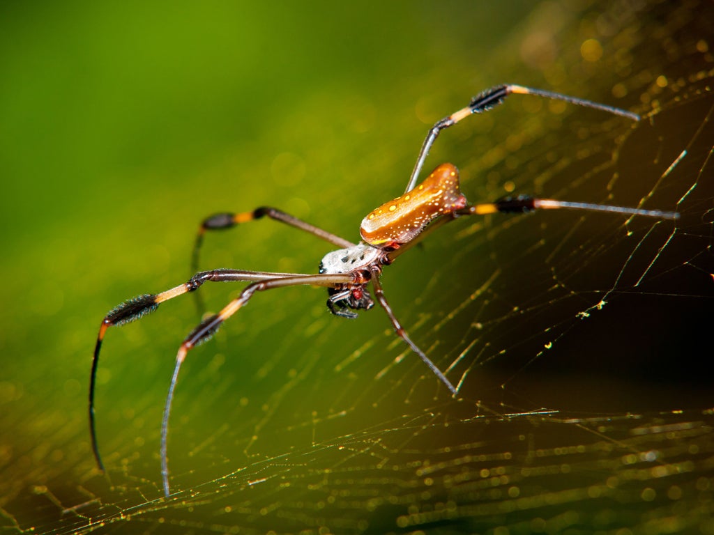 Female Golden Orb Weaver spider in web