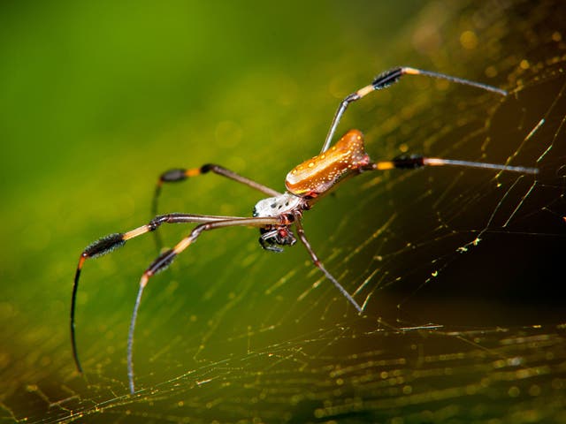 <p>Spider silk technology could have amazing benefits for humans suffering nerve damage</p>
