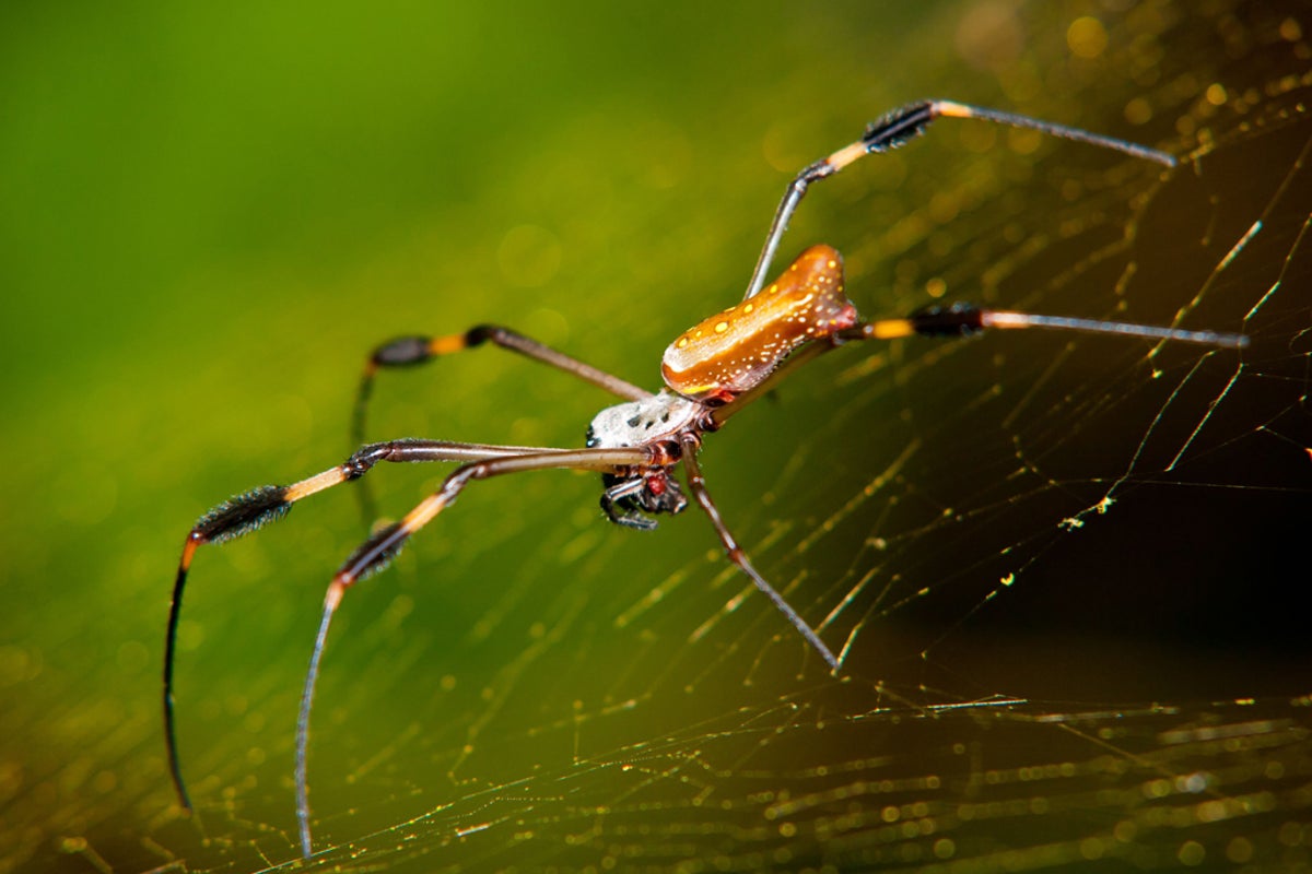 The astonishing way spider’s silk could be used in delicate surgery on humans
