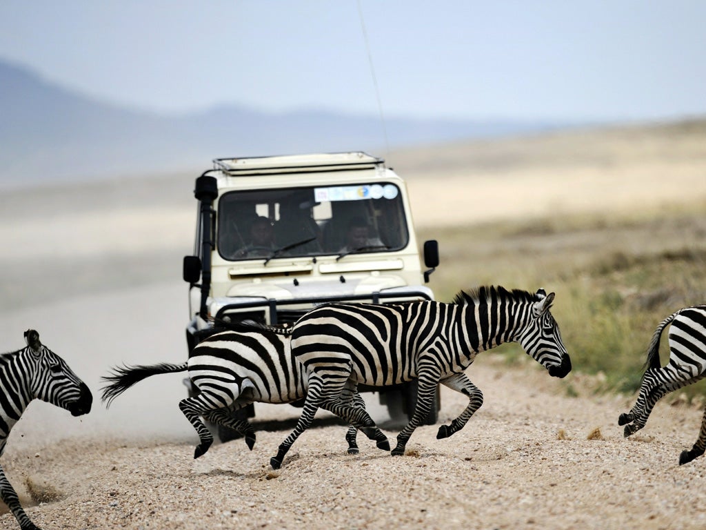 Four legs vs four wheels: a Serengeti safari jeep is halted in its tracks