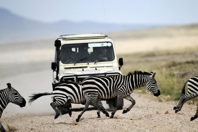 Four legs vs four wheels: a Serengeti safari jeep is halted in its tracks