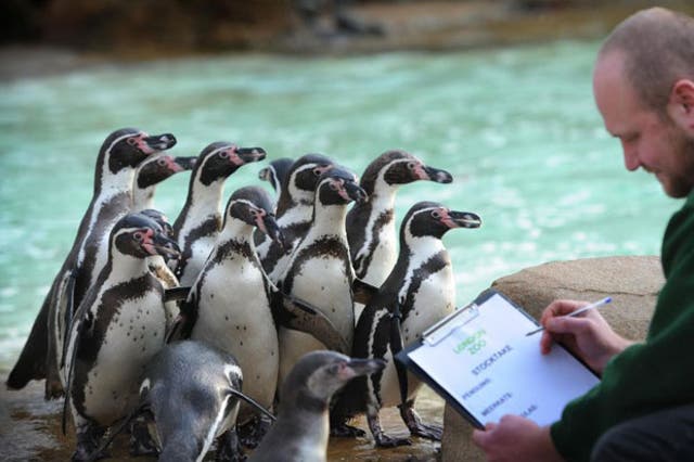 Zoo Keeper Tim Savage conducts London Zoo's annual stocktake in the Penguin pool