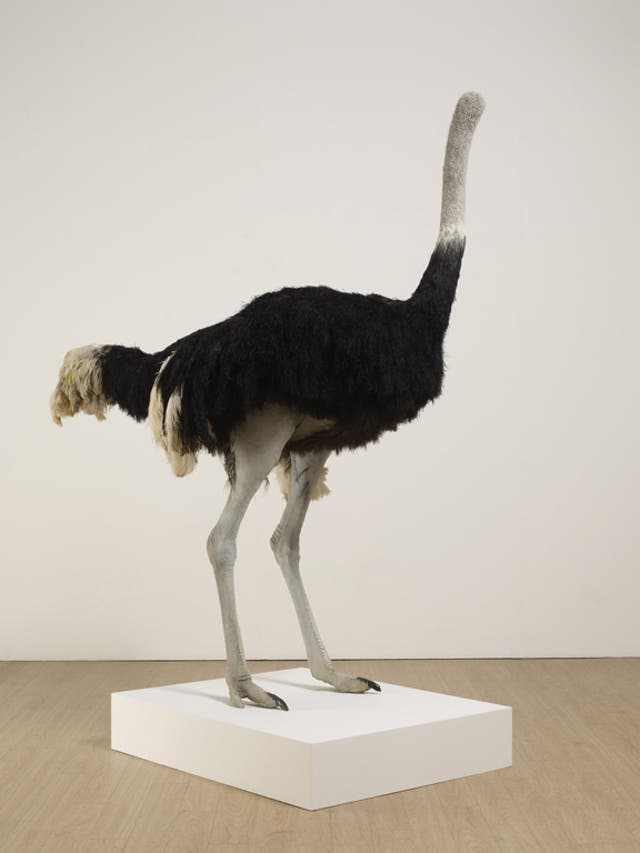 Joking apart: Shrigley's work divides critical opinion. Pictured 'Ostrich'. 