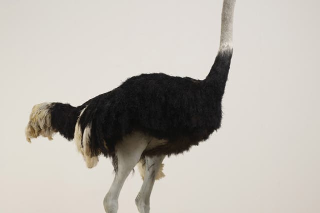 Joking apart: Shrigley's work divides critical opinion. Pictured 'Ostrich'. 