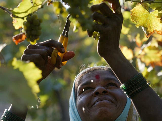 An worker harvests grapes in a vineyard in Nashik about 100 miles north-east of Mumbai