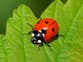 Why the UK is seeing an increase in ladybirds as swarm stops play at Lord’s