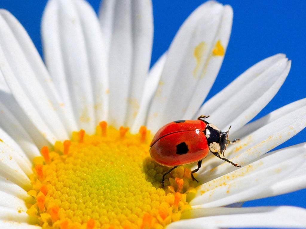 Two-spot ladybird: It has suffered a dramatic decline
since the harlequin arrived. A decade ago, it was the second-most populous species; now it is not in the top 10 of the 47 ladybird species in the UK. It feeds on aphids and shelters in people’s homes over winter