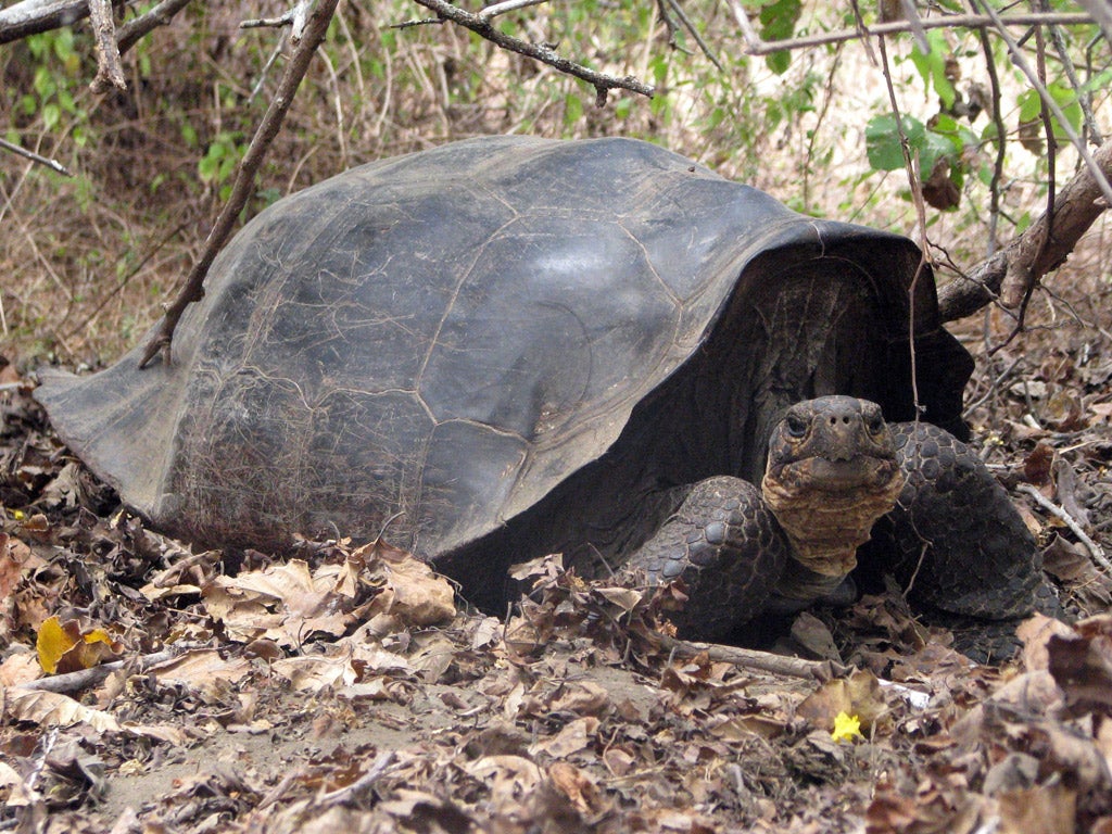 The Giant tortoise of the Galapagos Islands.