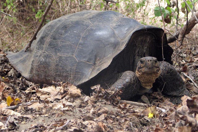 The‘hybrid’ giant tortoise is linked to a species thought to have died out 150 years ago