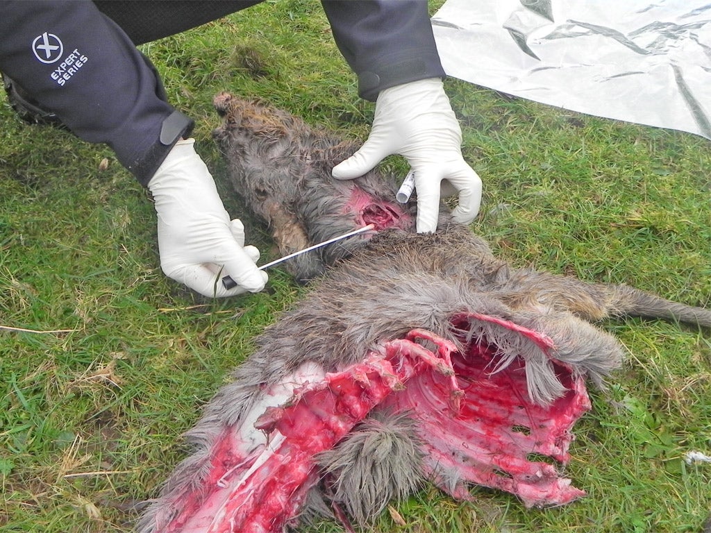 The carcass of this deer bears the hallmarks of a killing by a big cat