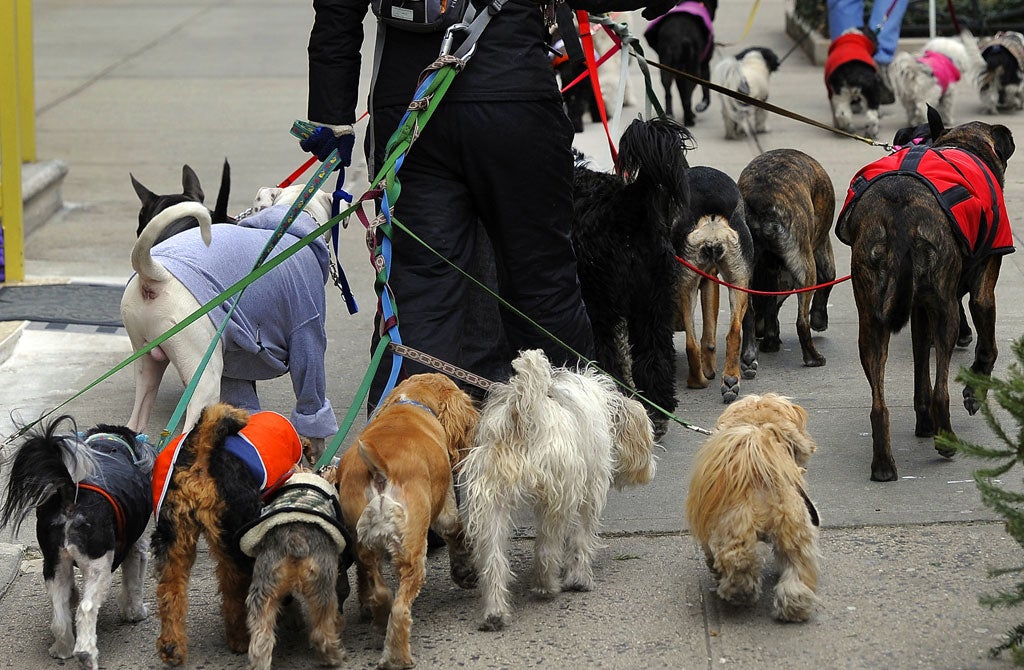 Do animals have souls? A dogwalker in New York