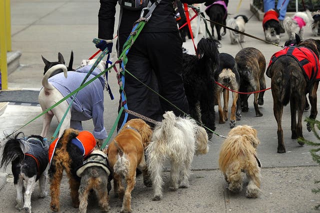 Do animals have souls? A dogwalker in New York
