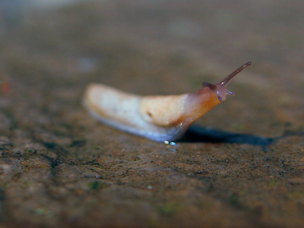 Slugs and snails eat a huge range of plants, especially host as, potato tubers and narcissus