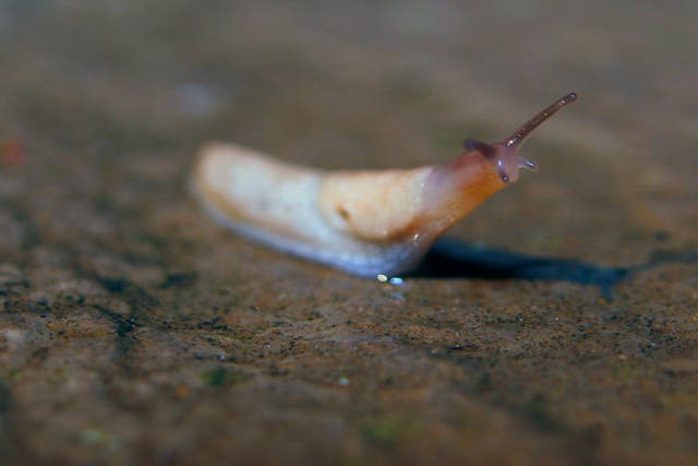 Slugs and snails eat a huge range of plants, especially host as, potato tubers and narcissus