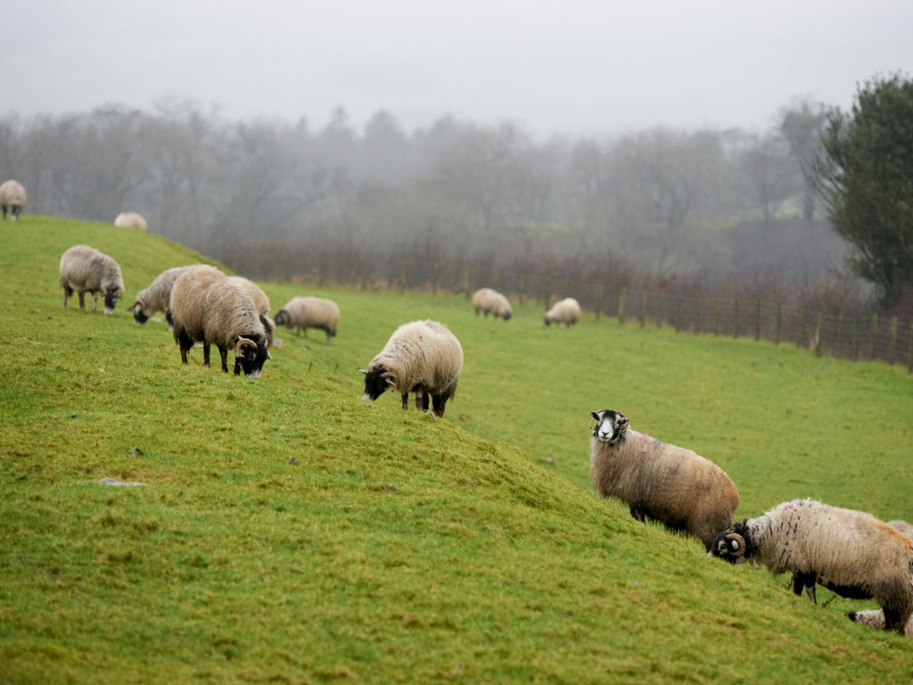 Sheep farmer Allan Middleton's flock at Leck Hill Farm